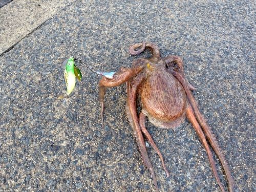 タコの釣果
