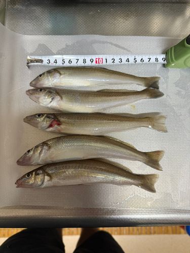 シロギスの釣果