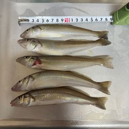 シロギス