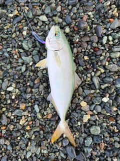 ワカシの釣果