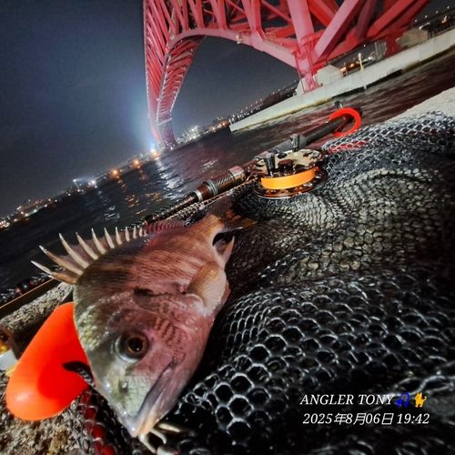 チヌの釣果