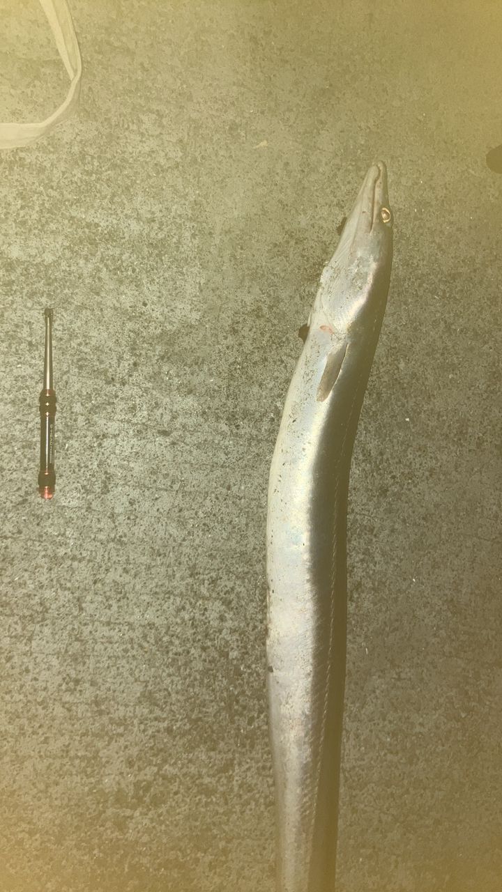 ハモ