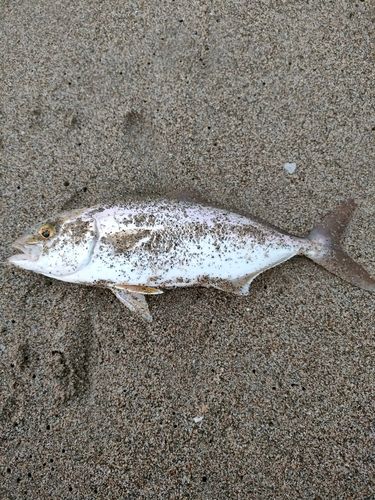 ショゴの釣果
