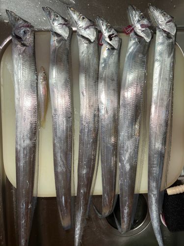 タチウオの釣果