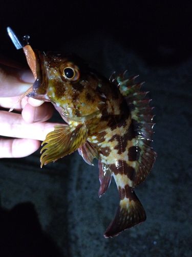 カサゴの釣果