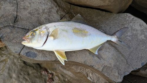 ネリゴの釣果