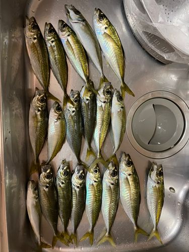 アジの釣果