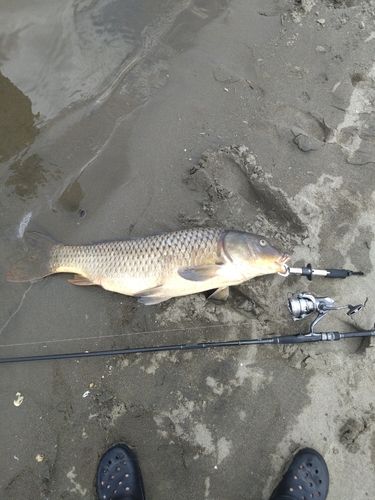 コイの釣果