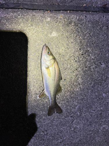 セイゴ（マルスズキ）の釣果