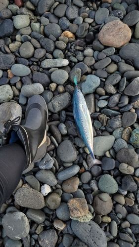 ソウダガツオの釣果