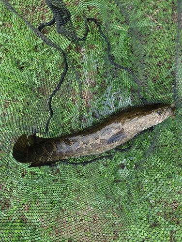 カムルチーの釣果