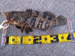 チャイロマルハタの釣果