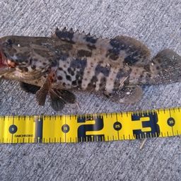 チャイロマルハタ