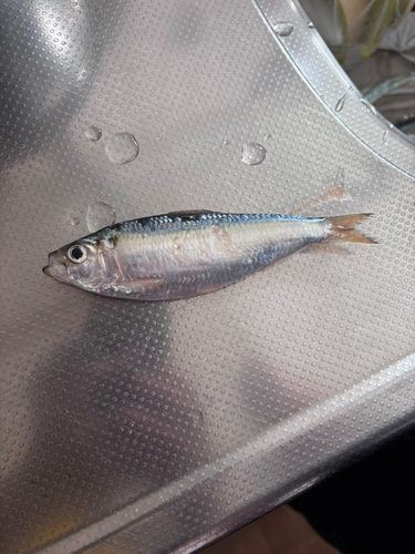 サッパの釣果