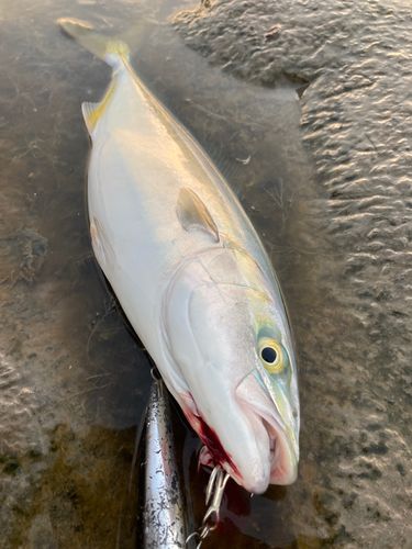 ワカシの釣果