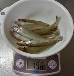 キスの釣果