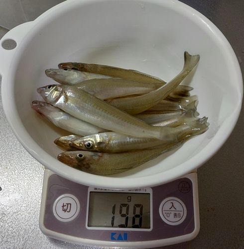 キスの釣果