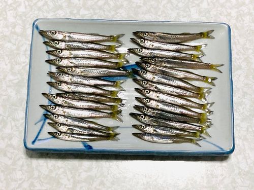 カマスの釣果