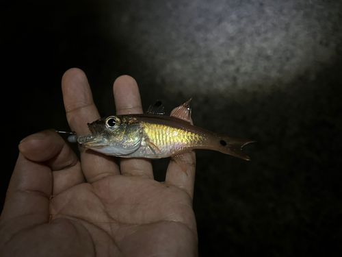 ネンブツダイの釣果
