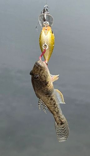 シマハゼの釣果