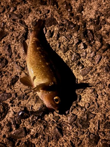 エゾメバルの釣果