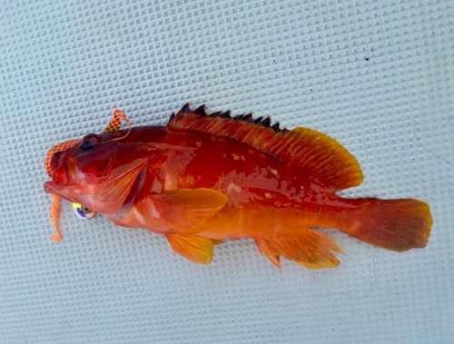 アカハタの釣果