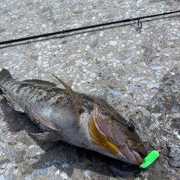 エゾイソアイナメ