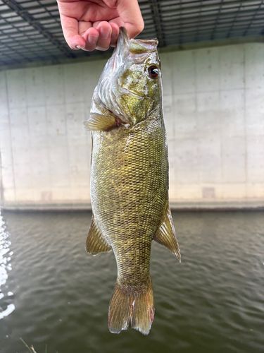 東京湾湾奥で釣れたブラックバスの釣り・釣果情報