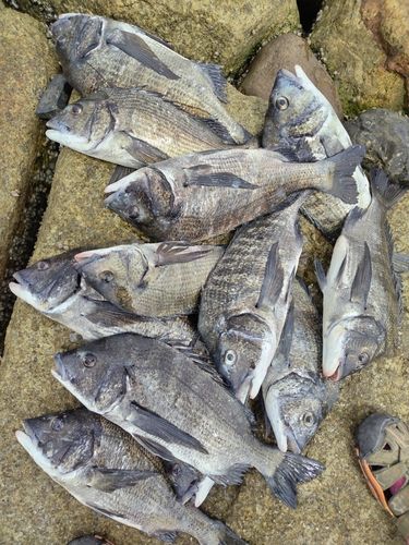 チヌの釣果