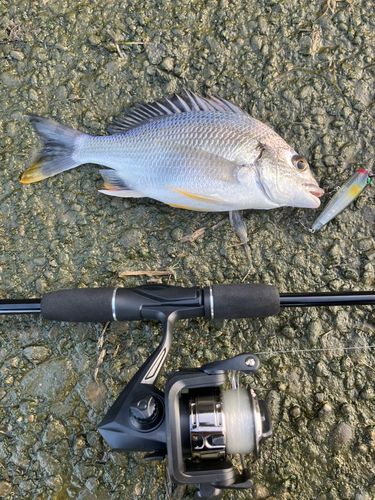 キビレの釣果