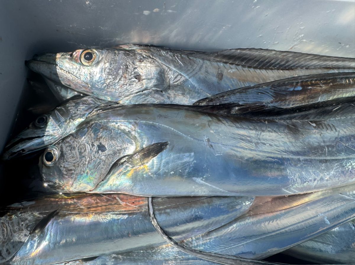 shizuシズさんの釣果 3枚目の画像