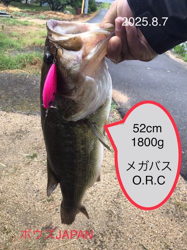 ブラックバスの釣果