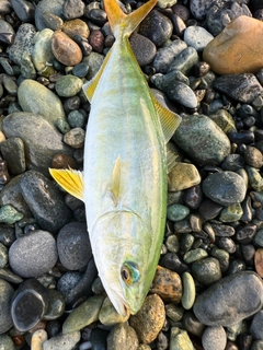ワカシの釣果