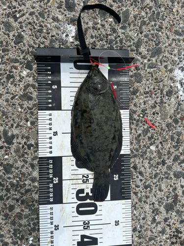 クロガシラガレイの釣果