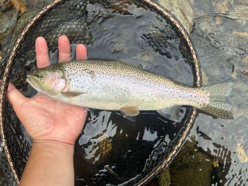 ニジマスの釣果