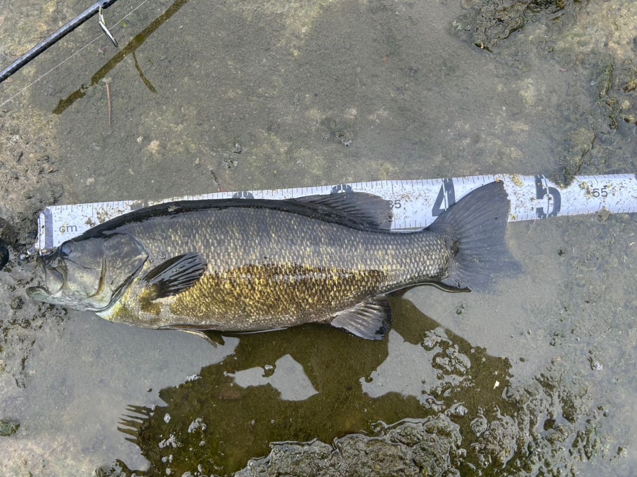 スモールマウスバス