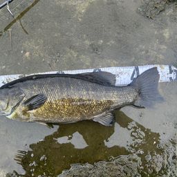 スモールマウスバス