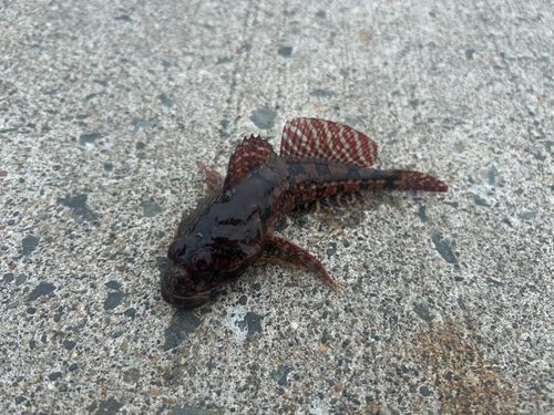カジカ