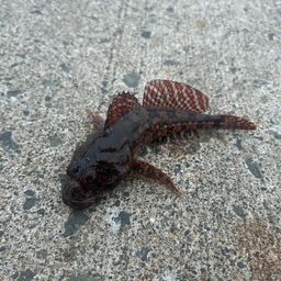 カジカ
