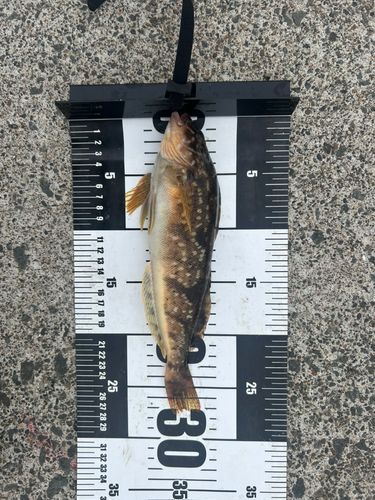 アイナメの釣果
