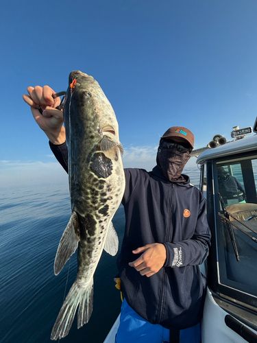 トラフグの釣果