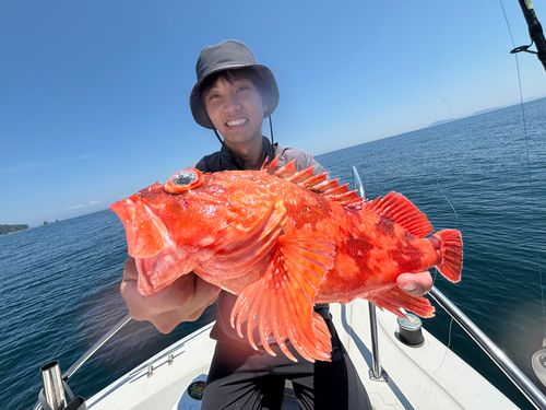 ウッカリカサゴの釣果