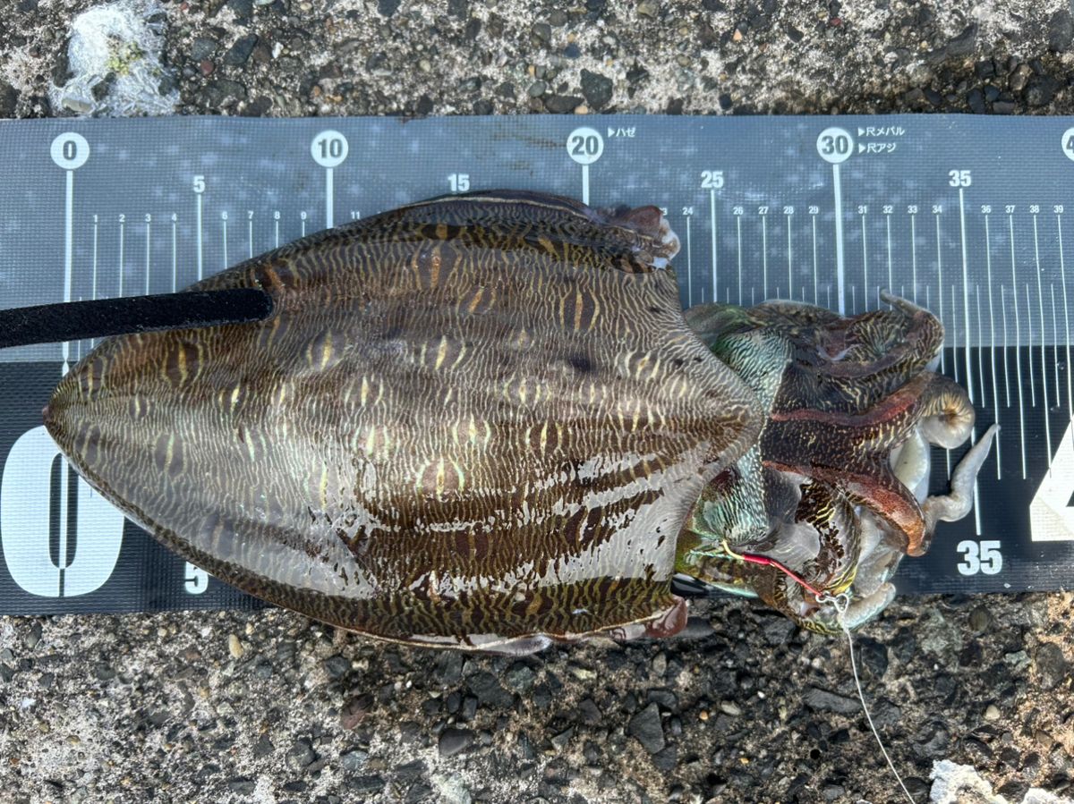 bob9さんの釣果 2枚目の画像