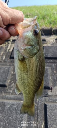 ブラックバスの釣果