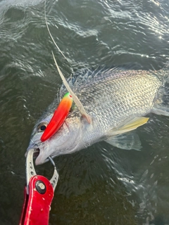 キビレの釣果