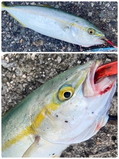 ツバスの釣果