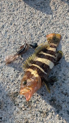 アオハタの釣果