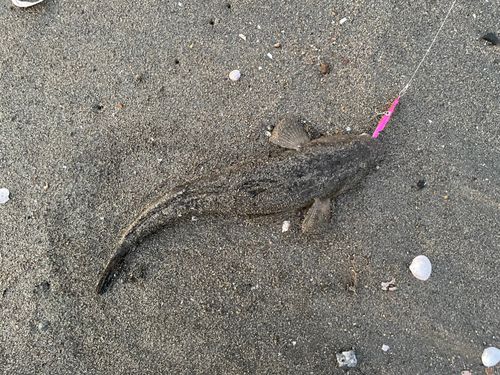 マゴチの釣果