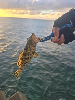 イシミーバイの釣果