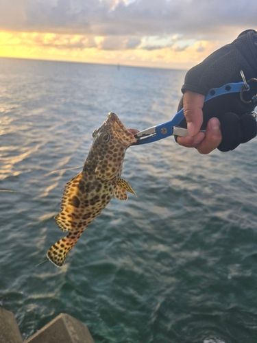 イシミーバイの釣果